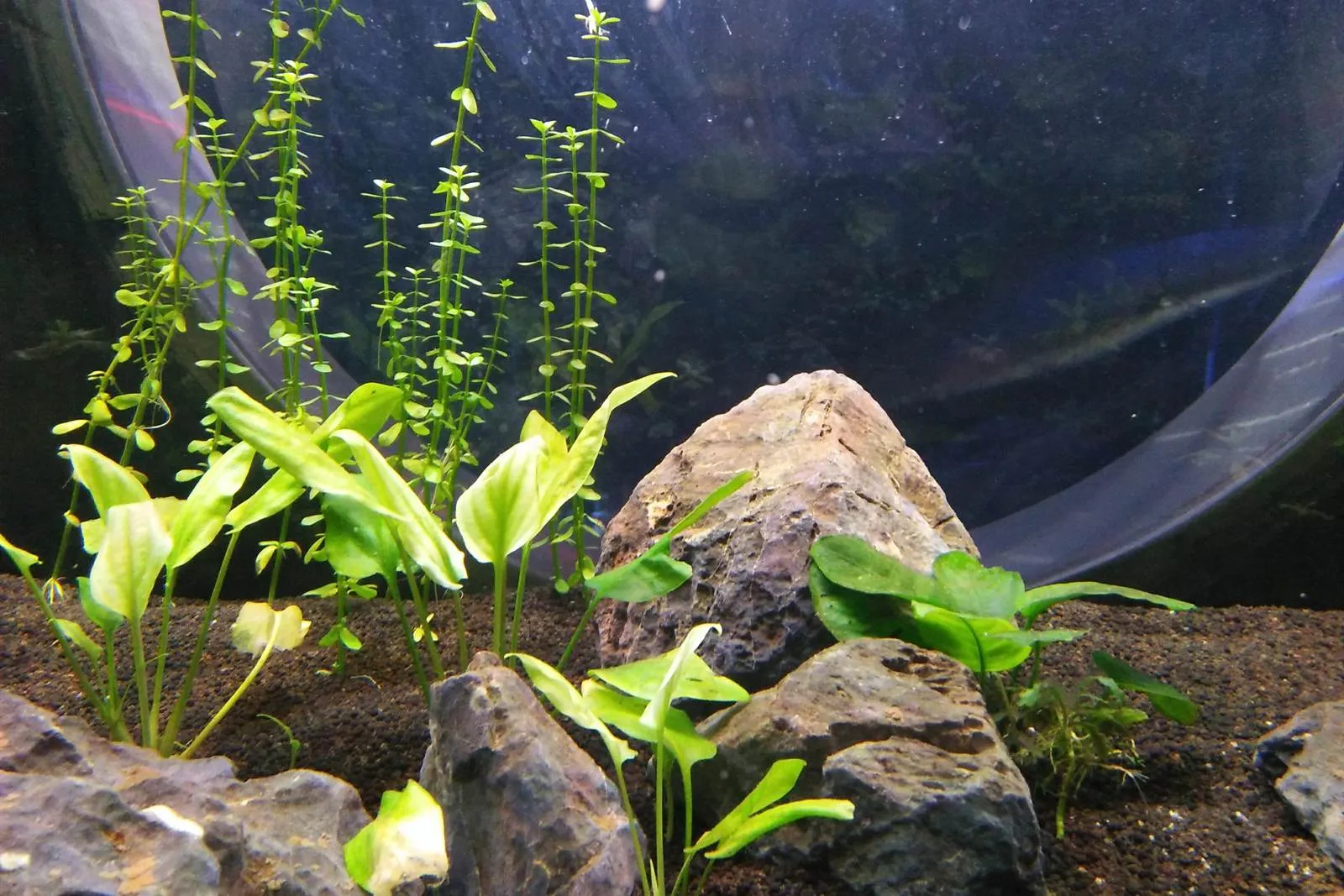 Young stem plants and Anubias growing between rocks on dark substrate in an aquarium
