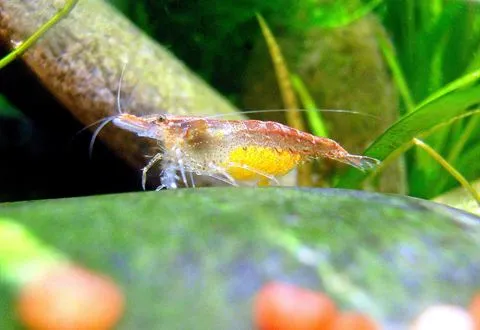 A female cherry shrimp carrying yellow eggs
