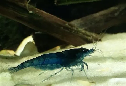A dark blue shrimp on white sand
