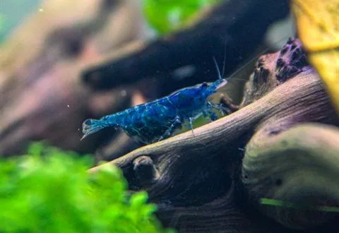 A blue Neocaridina shrimp on driftwood