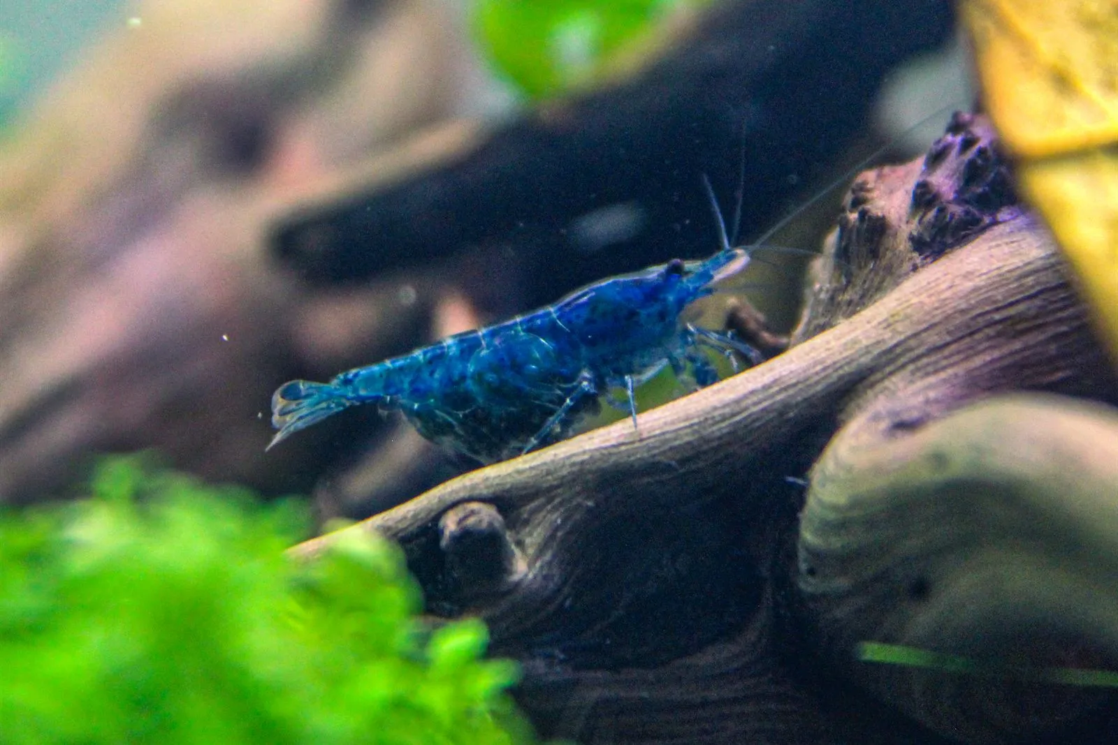 A blue Neocaridina shrimp carrying eggs, standing on a piece of driftwood