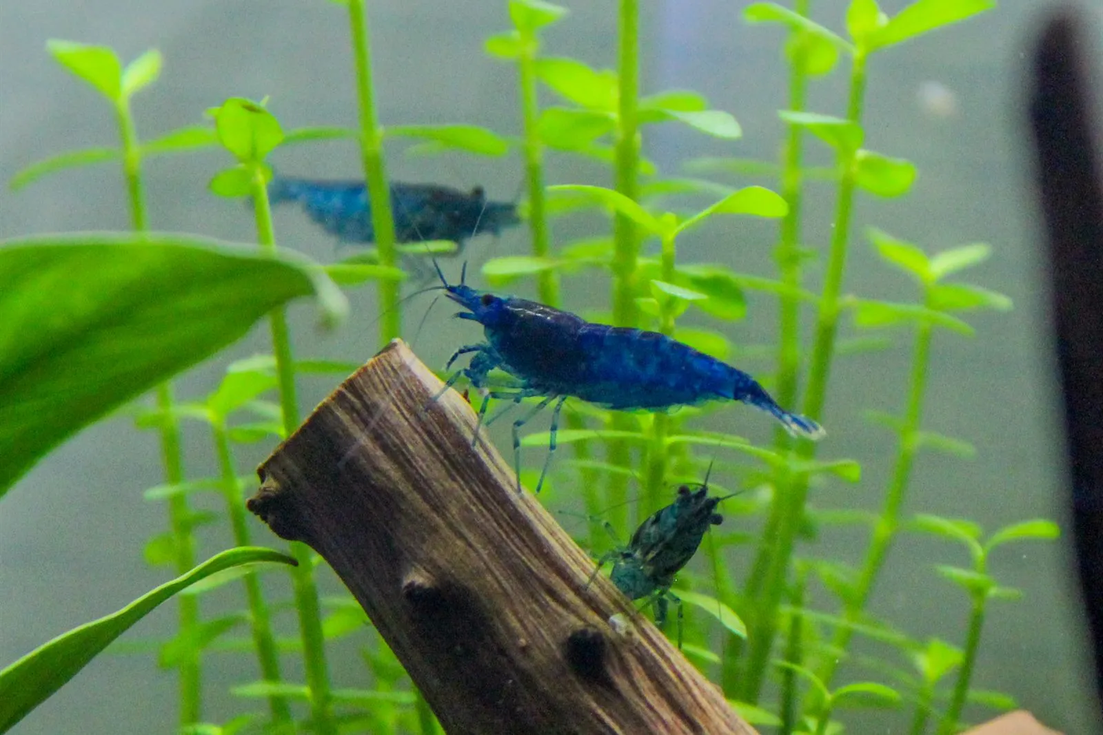 Three blue Neocaridina shrimp grazing on a branch of wood among green stem plants