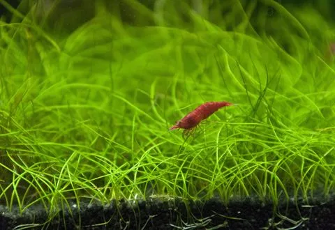 A red cherry shrimp on grass-like plants