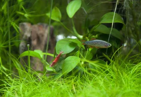 A cherry shrimp near a small spotted fish