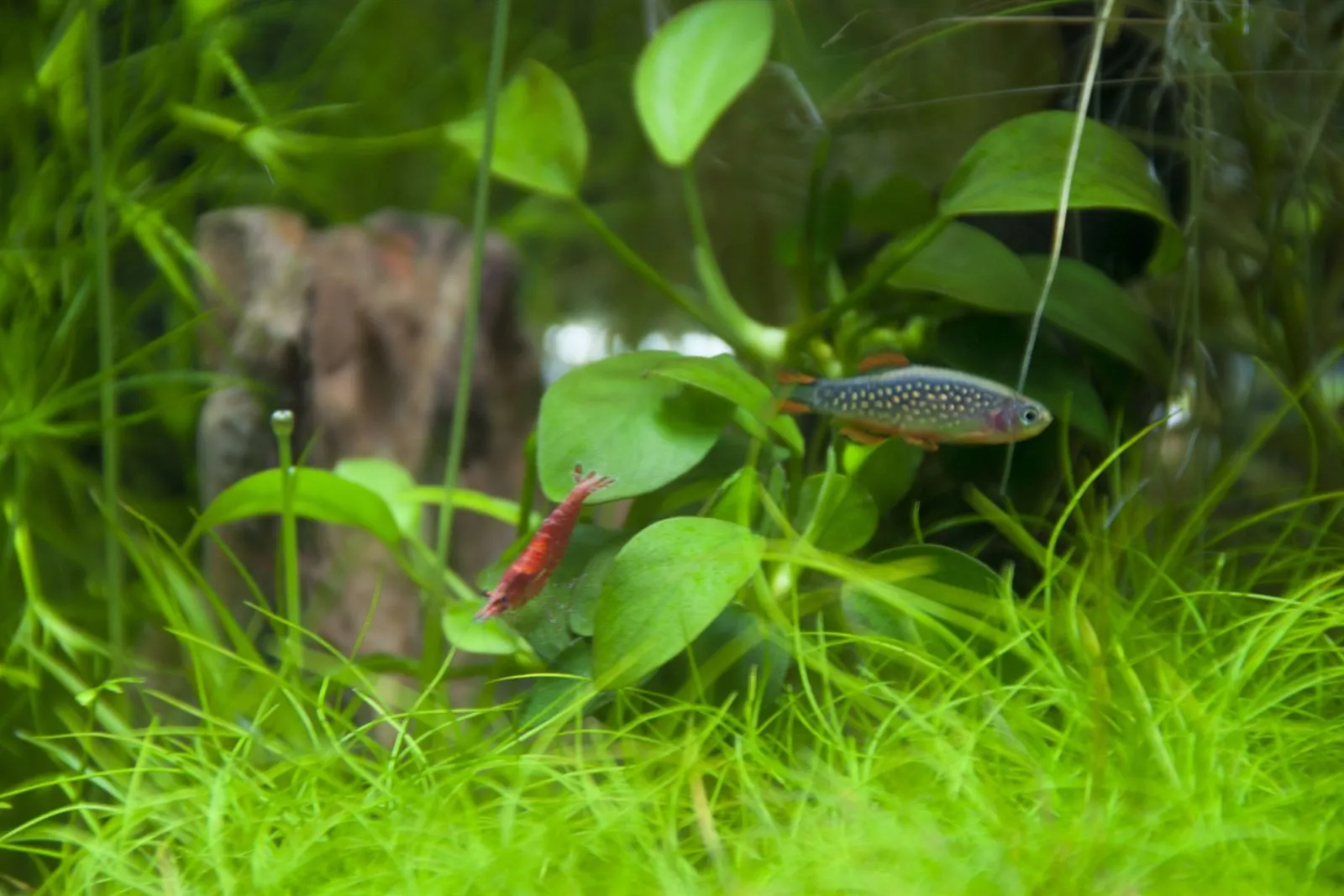 A red cherry shrimp below a small spotted fish, a celestial pearl danio, among aquarium plants