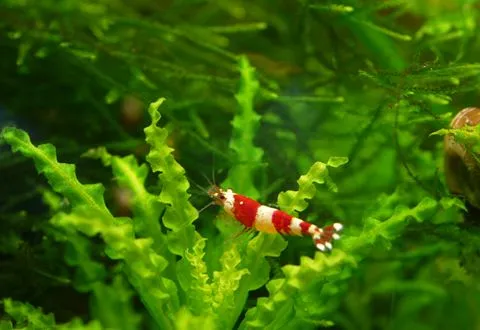 A red and white crystal red shrimp on a plant