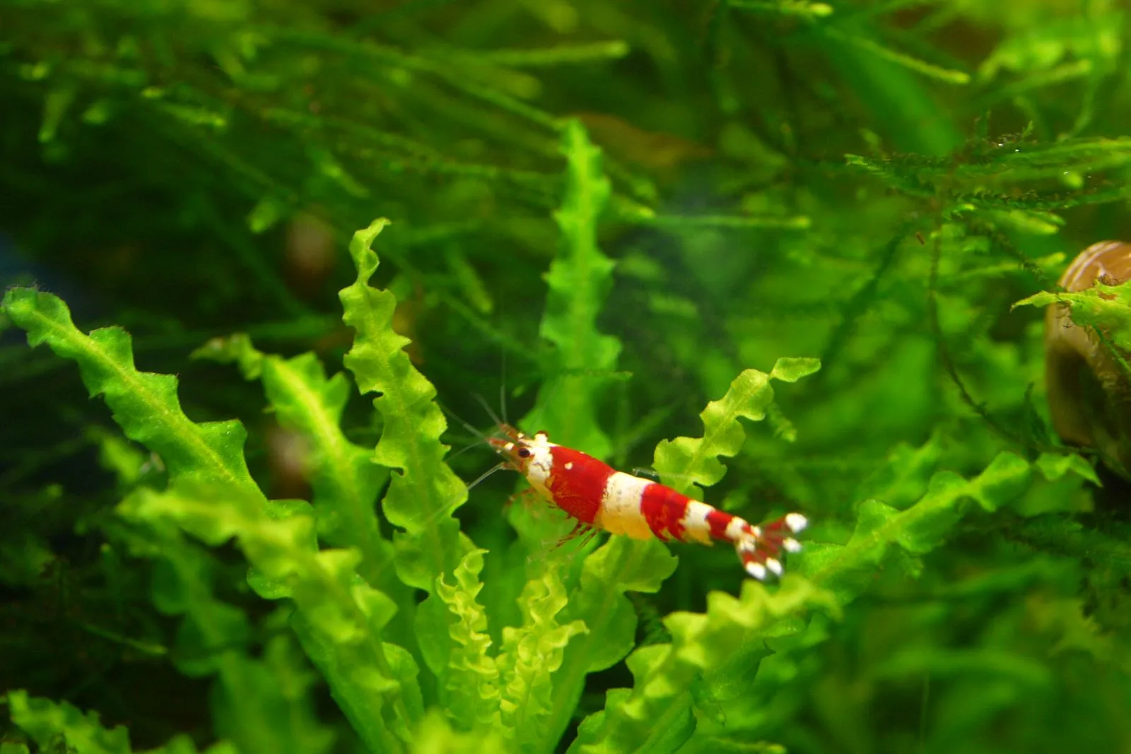 A red and white crystal red shrimp on a frilly green plant