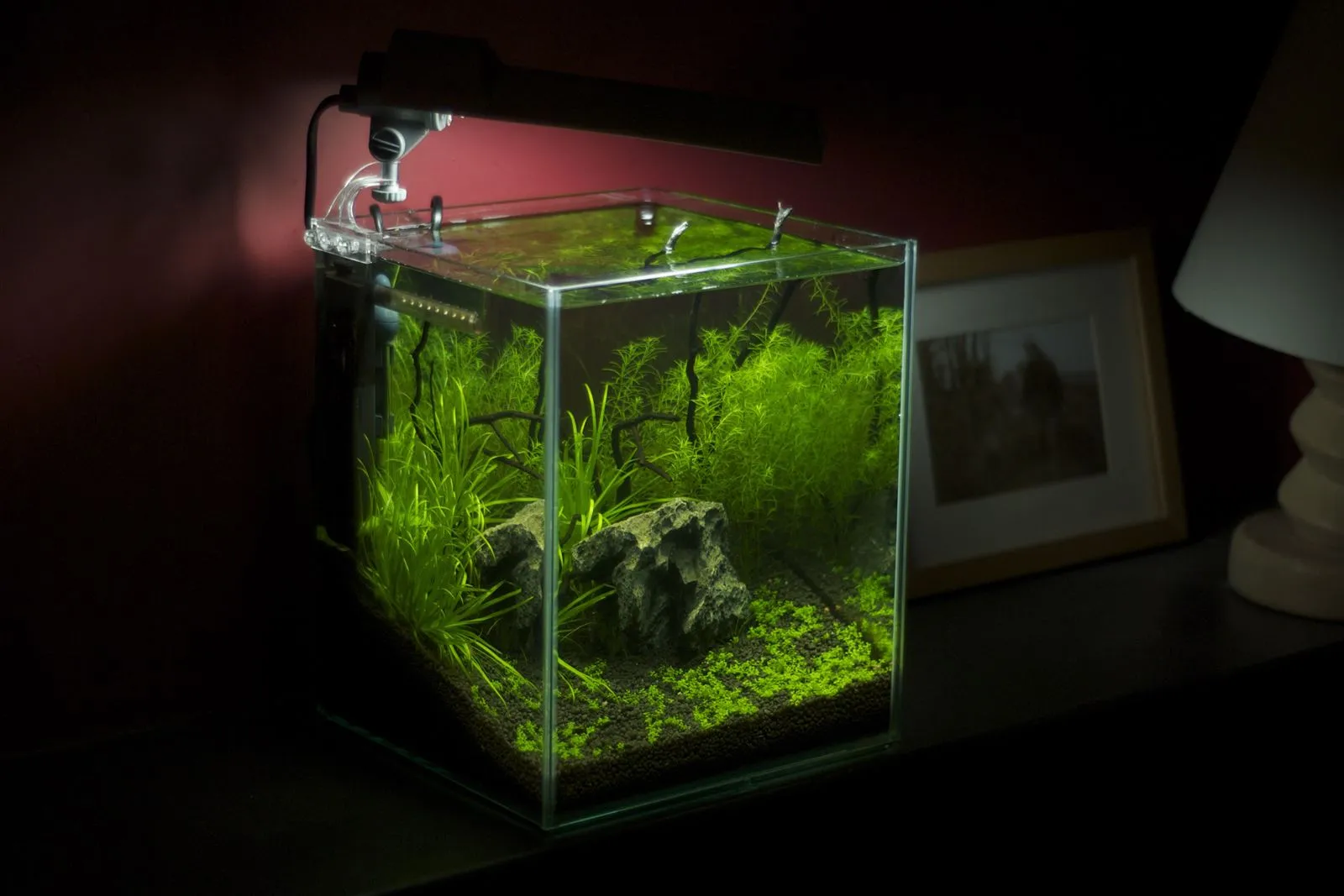 A small cube-shaped planted aquarium with a clip-on light, standing on a dark shelf