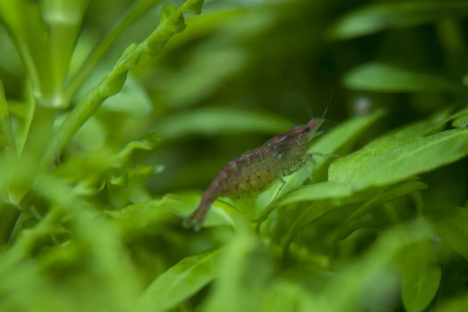 A brownish Neocaridina shrimp grazing on a green leaf