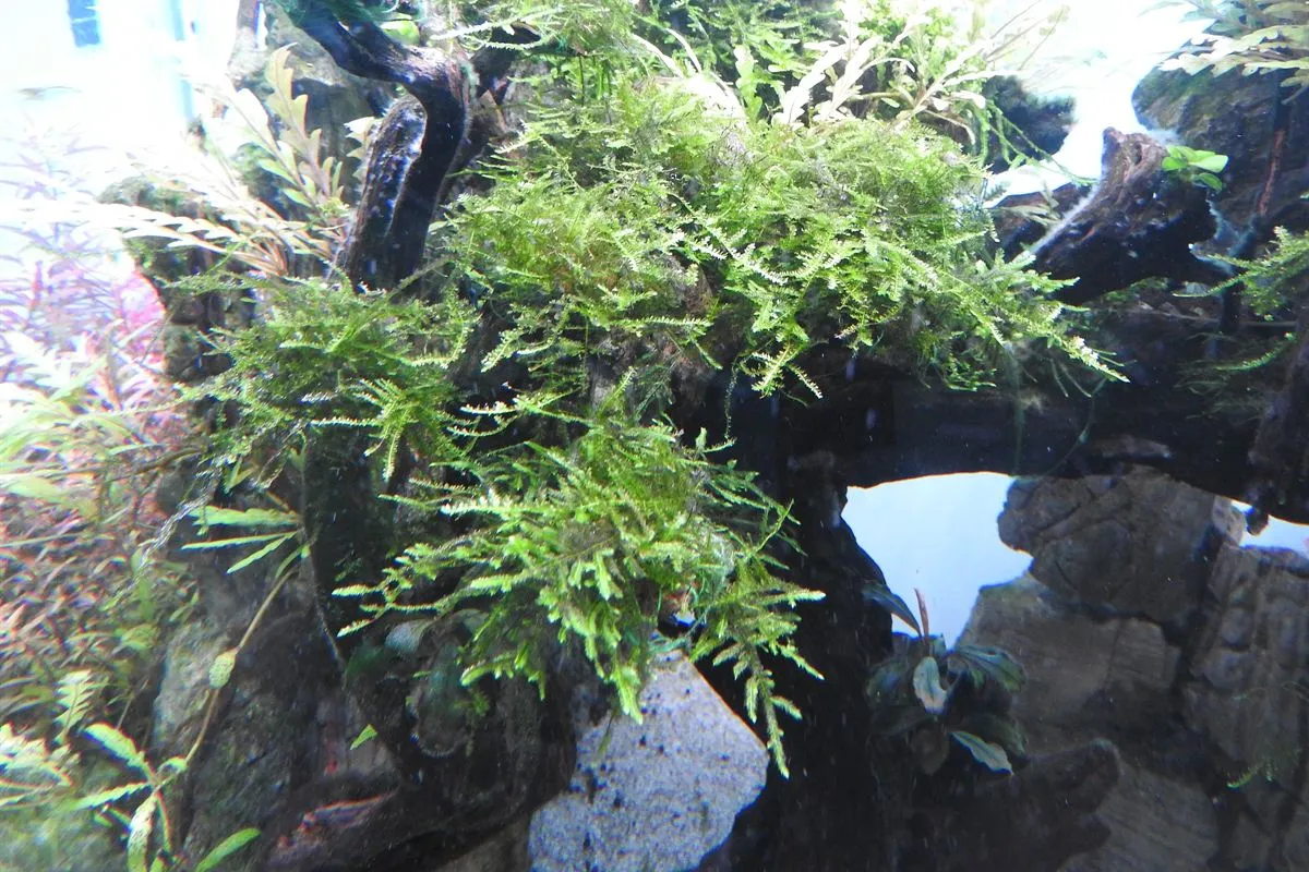 Bushy green aquarium moss growing over dark driftwood in an aquarium