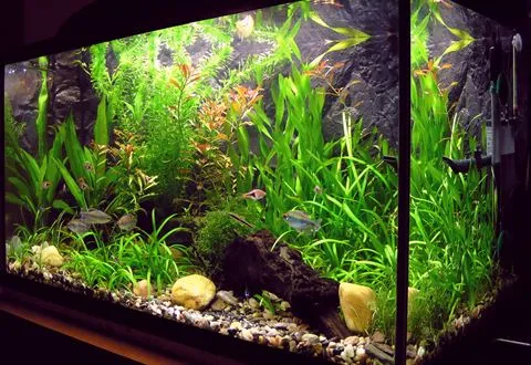 A planted aquarium with small fish