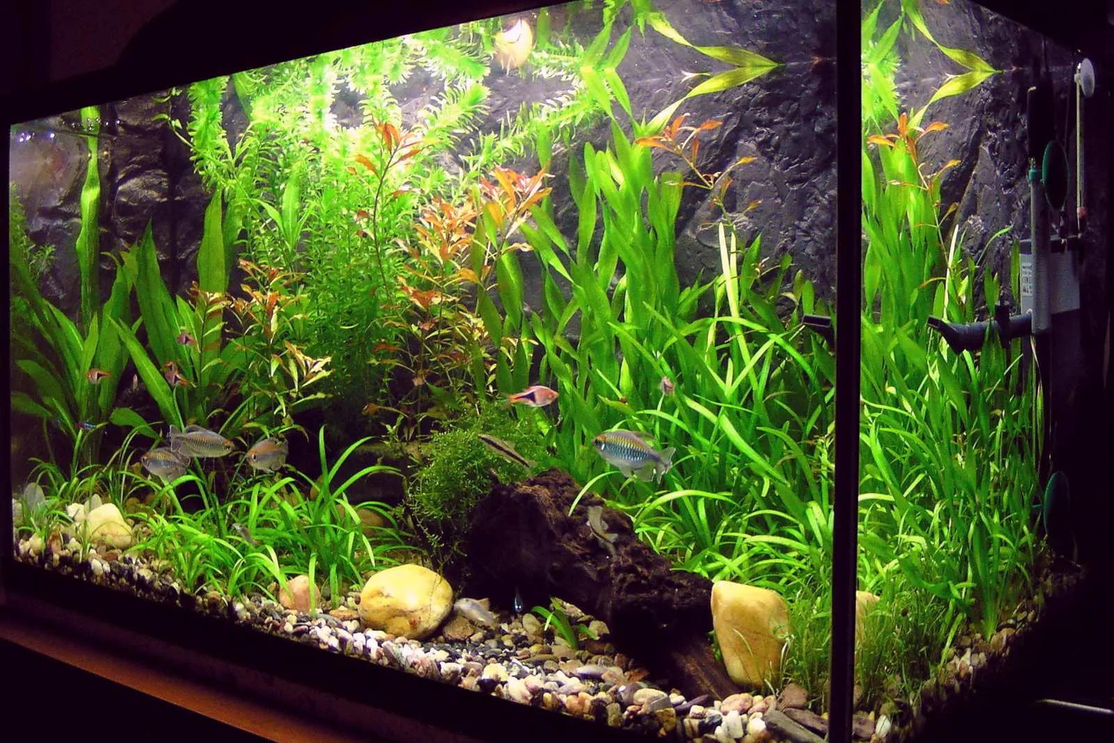 A planted aquarium with tall green plants, small fish, round stones and driftwood on gravel