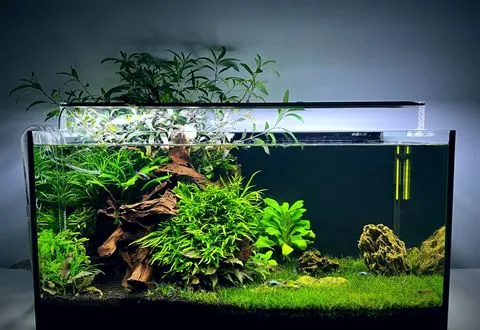 A planted rectangular aquarium with a light above it