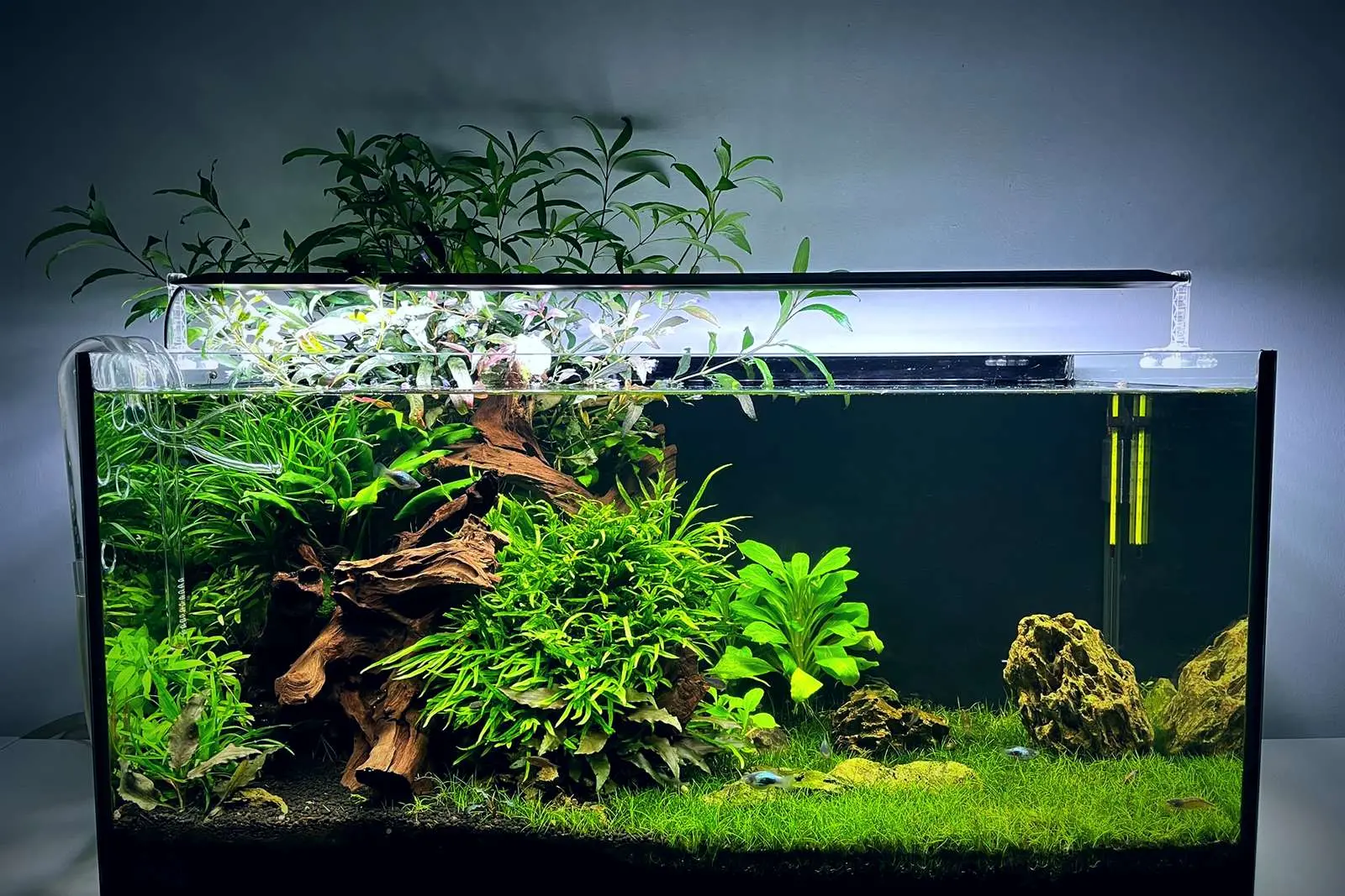 A planted rectangular aquarium with a light above it, driftwood, stones and green plants