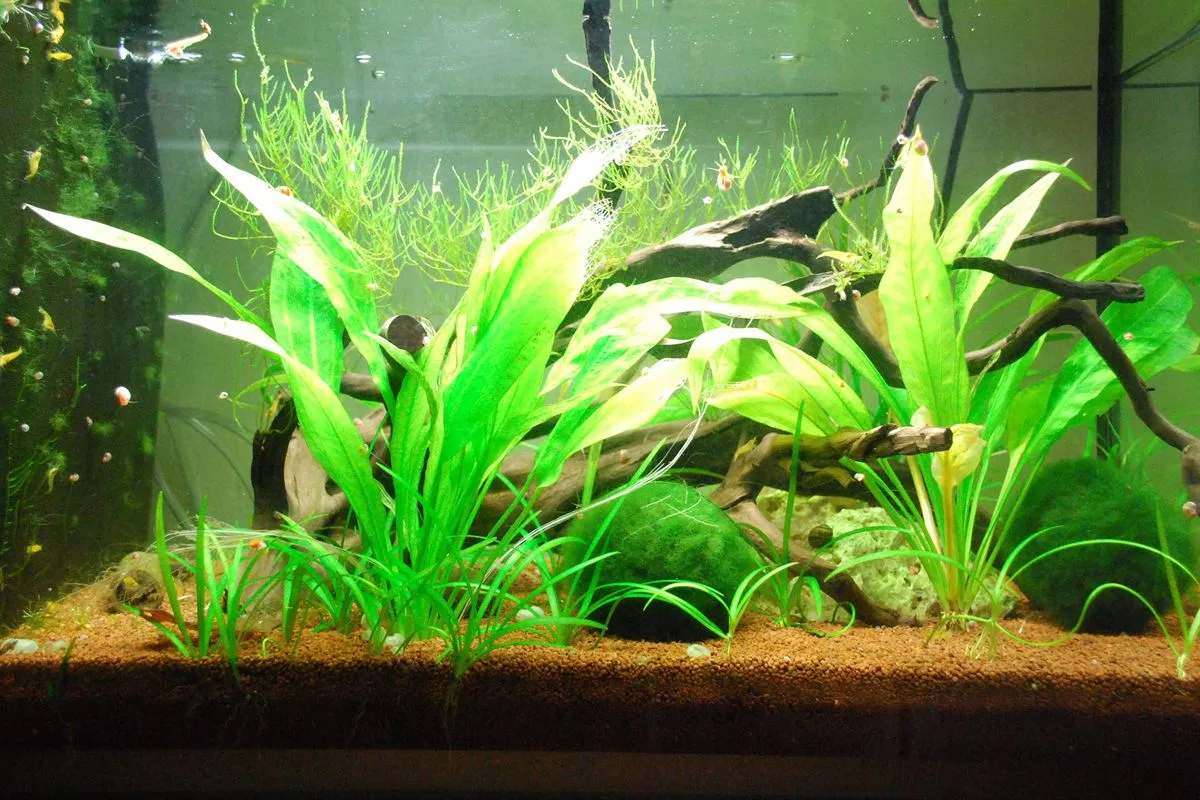 A planted aquarium with tall green plants, driftwood and moss balls on brown gravel