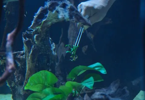 A hand placing a small plant with tweezers in an aquarium