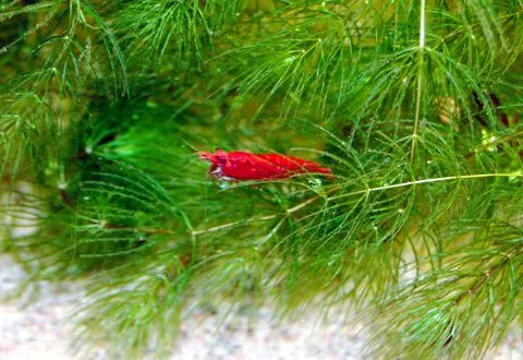 A red cherry shrimp on fine green plants