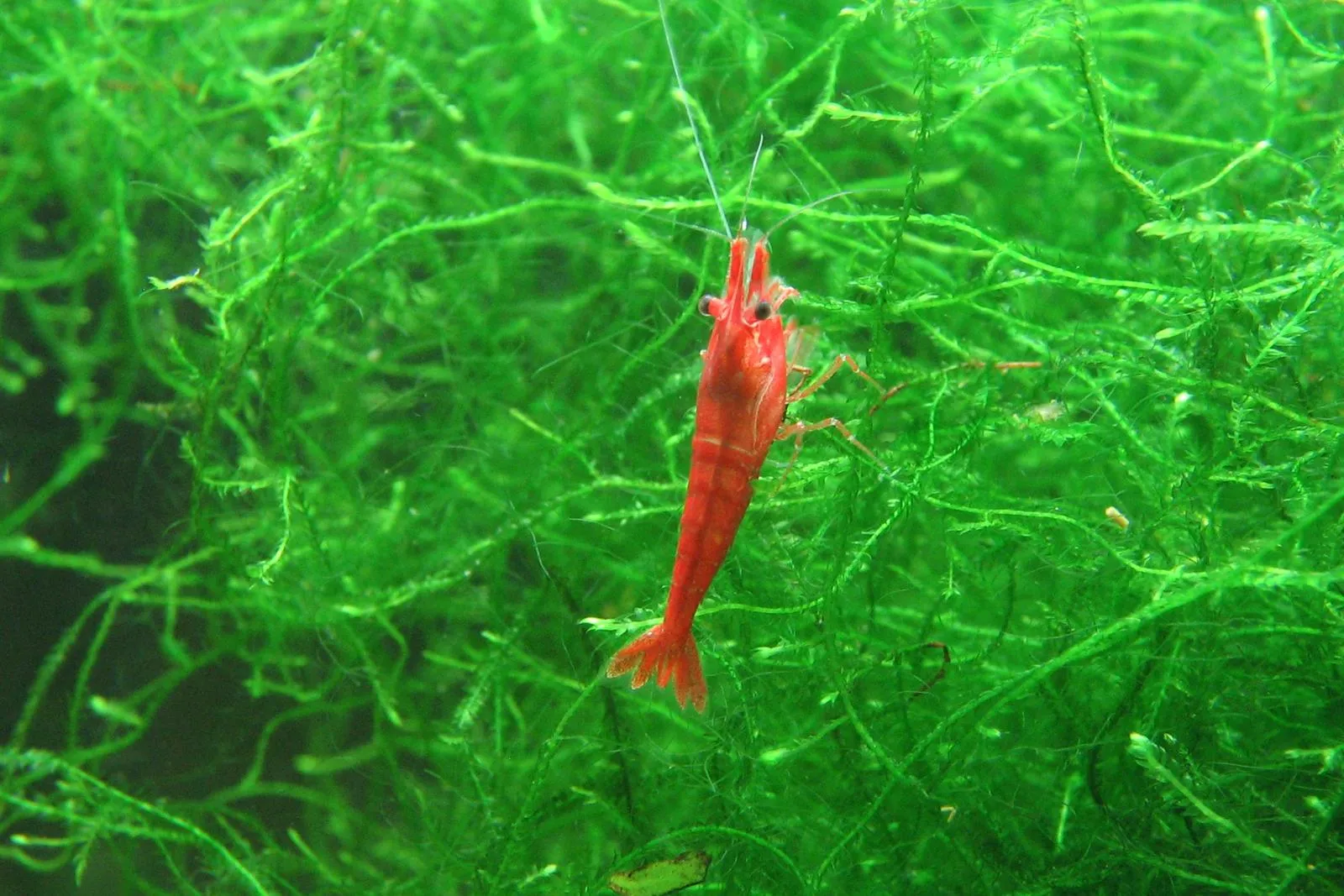 A red cherry shrimp climbing through a tangle of green aquarium moss