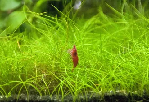 A red cherry shrimp among grass-like carpet plants