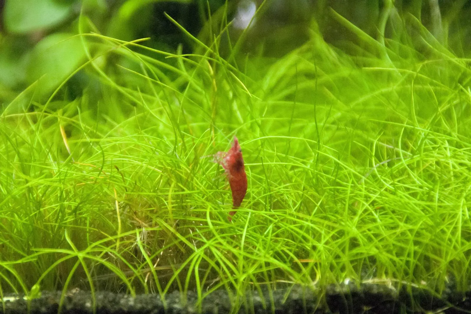 A red cherry shrimp climbing a thin blade of grass-like carpet plant