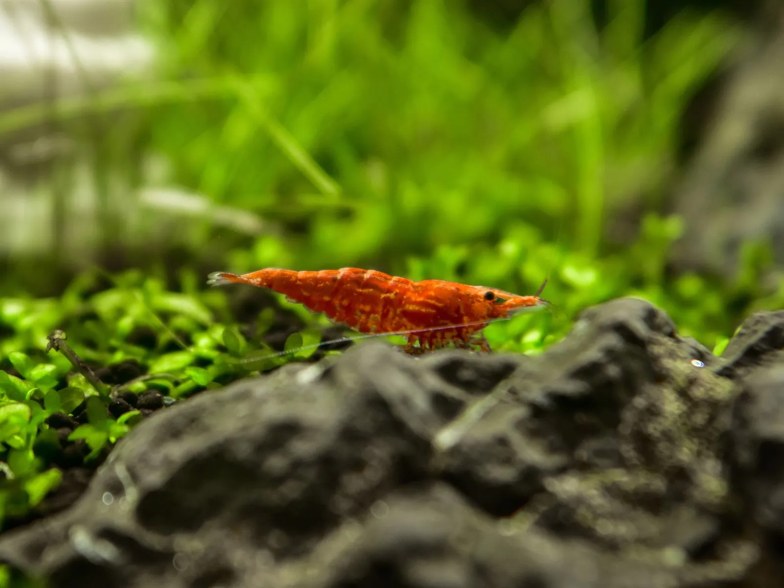 A red cherry shrimp on a dark rock between small green carpet plants