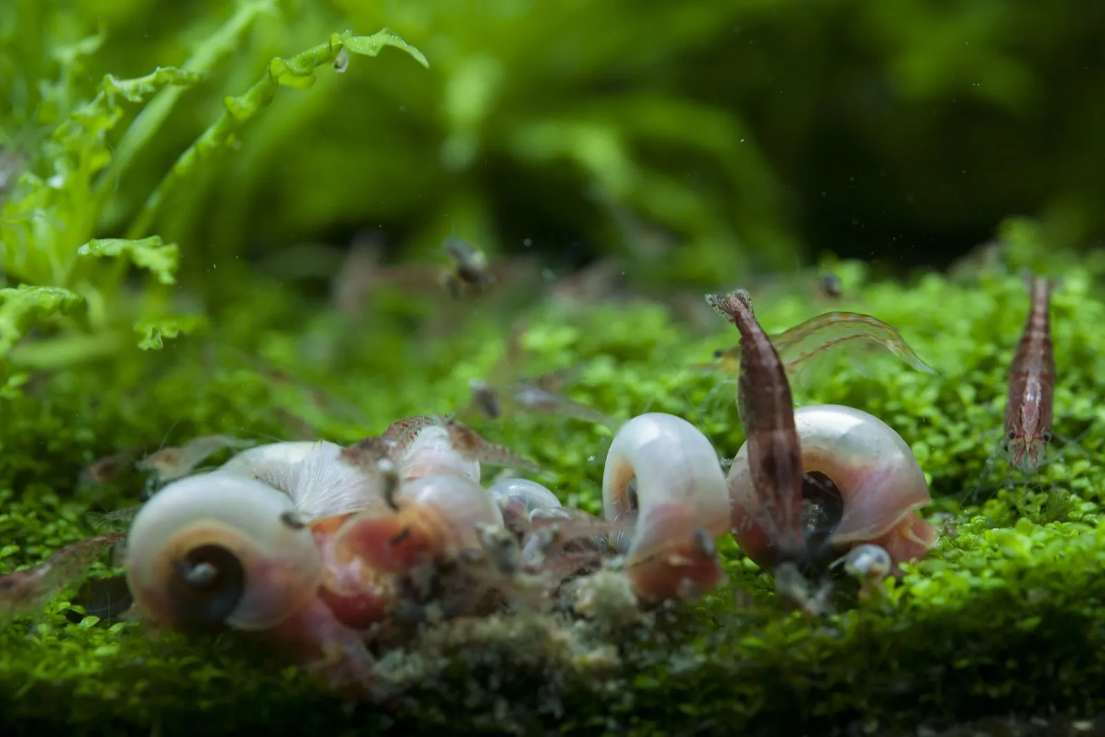 Several cherry shrimp grazing among pink and white ramshorn snails on a carpet of small plants