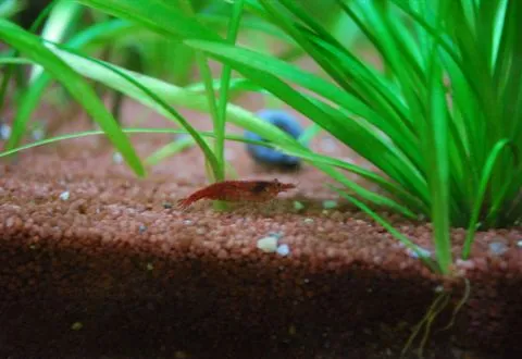 A red shrimp on fine reddish gravel