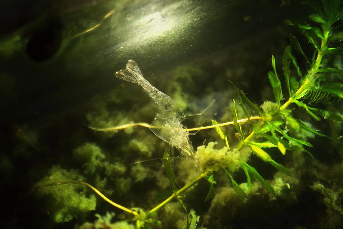 An empty, see-through shrimp shell caught on aquarium plants after a molt