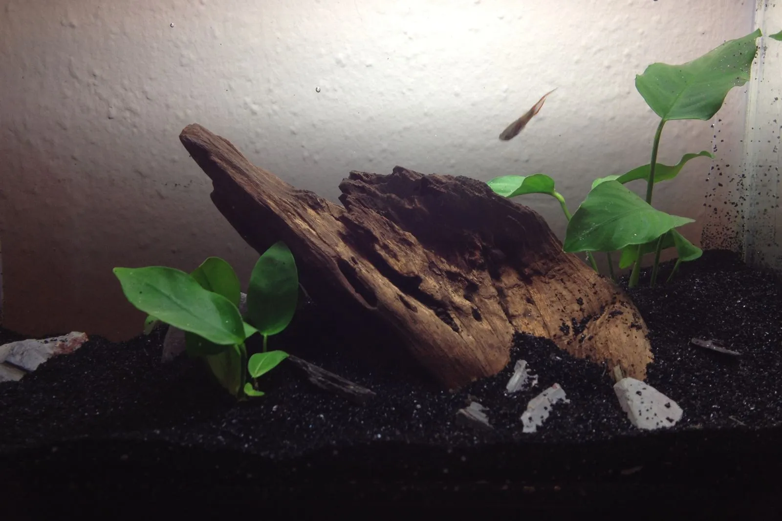 A small planted tank with dark soil, a piece of driftwood and Anubias plants