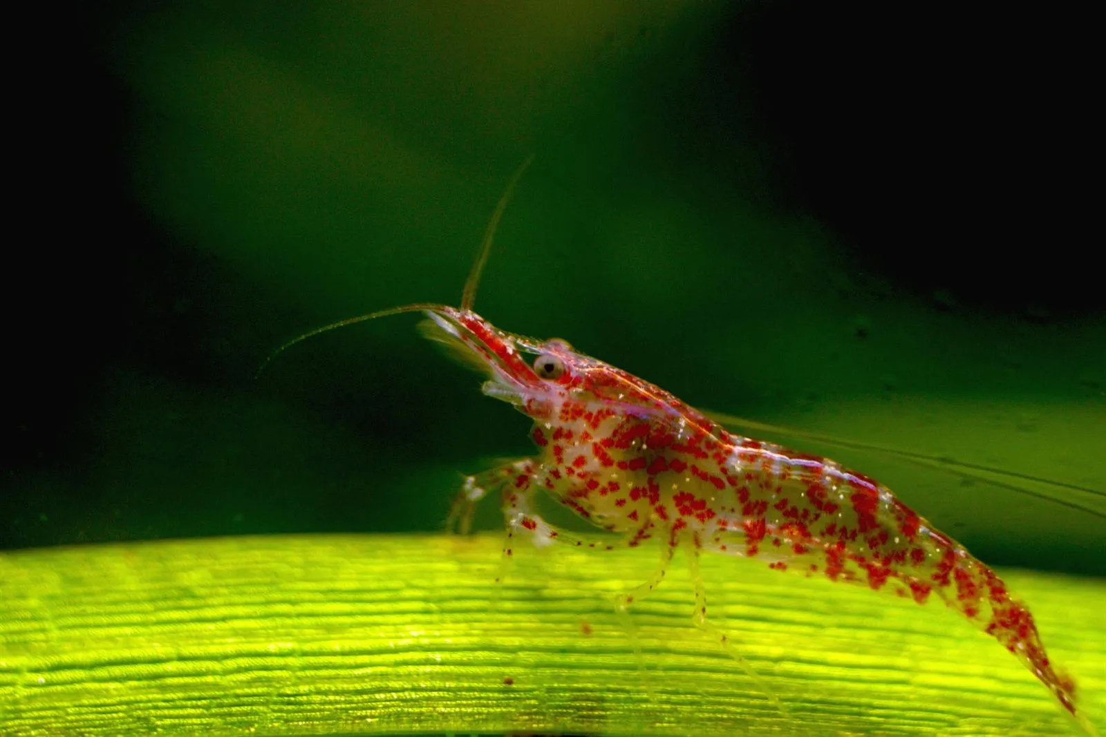 A young cherry shrimp with red speckles on a see-through body, standing on a green leaf
